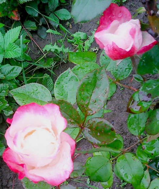 Nuovo_1_Photo8675 - Gradinuta mea 2018