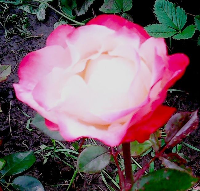 Nuovo_1_Photo8689 - Gradinuta mea 2018