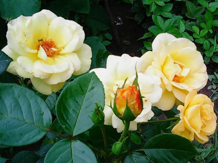 Nuovo_1_Photo8691 - Gradinuta mea 2018