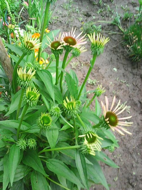 Photo8679 - Gradinuta mea 2018