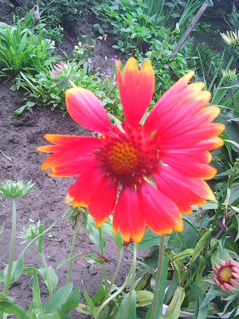 Photo8696 - Gradinuta mea 2018