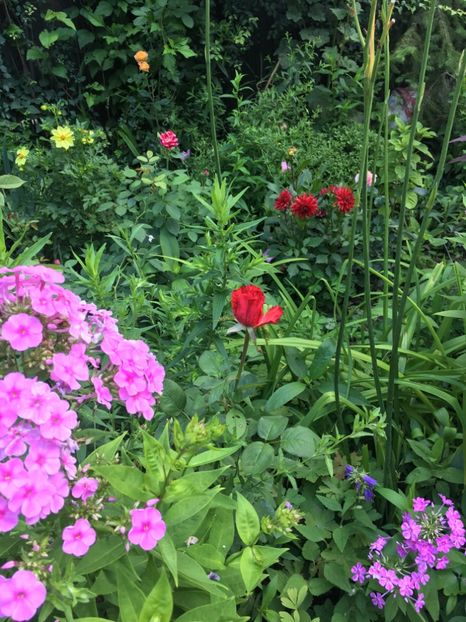 FBF2F2DC-E5BD-48C7-8C1F-8E53A6D1E7C0 - Flori de vara 2018