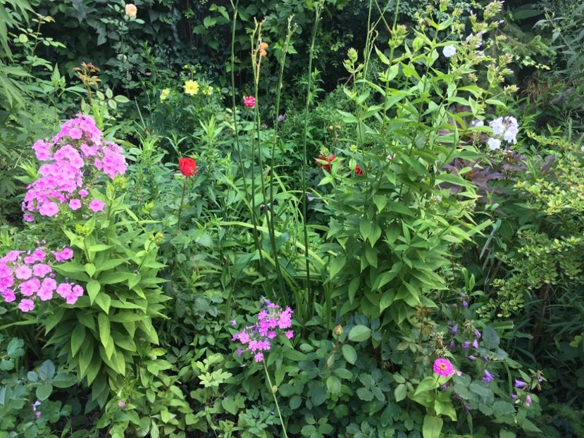 0B6C1397-9622-4C98-8487-B6798CB70611 - Flori de vara 2018