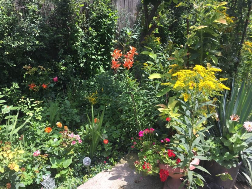 B0FE078F-4701-45D6-8B32-6A96E3FCCF04 - Flori de vara 2018