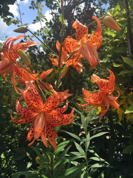 F926FFF2-FF8B-4E78-A01C-F993ACCE569E - Crini in gradina