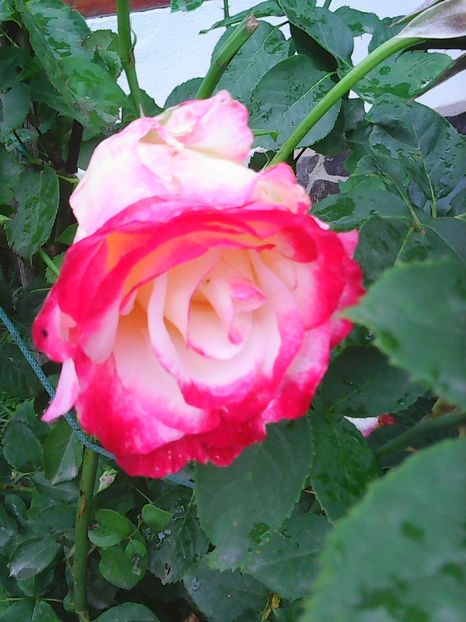 Photo8702 - Gradinuta mea 2018