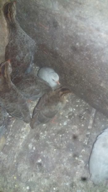 Standard si coral blue - 001 Bibilici 2018