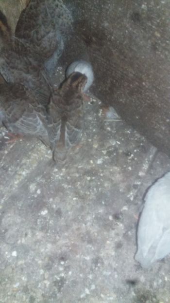 Nu, nu sunt bolnave, doar somnoroase si speriate - 001 Bibilici 2018