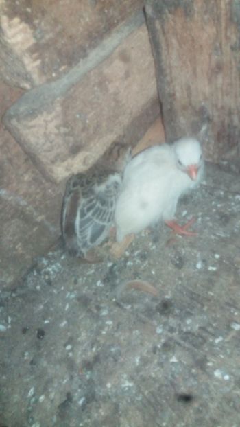 Coral Blue - 001 Bibilici 2018