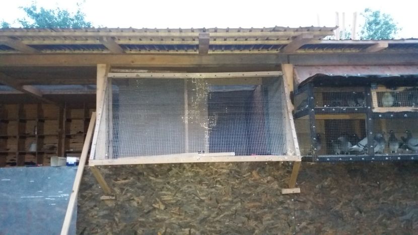  - Noua Crescatorie 2018