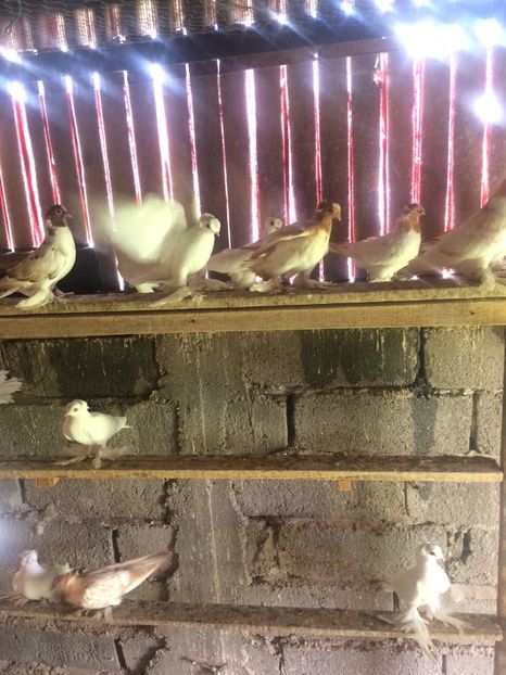 3429C404-FA32-4FB6-A5F4-335880FCF374 - Pui 2018