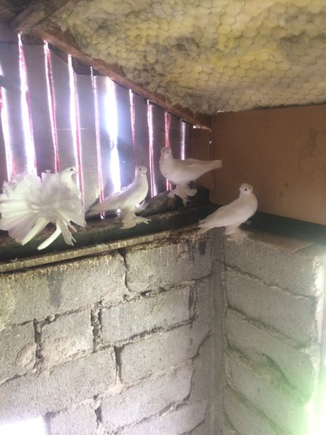 8C6932C5-F9E0-485E-AD9D-3A30B405F2B7 - Pui 2018