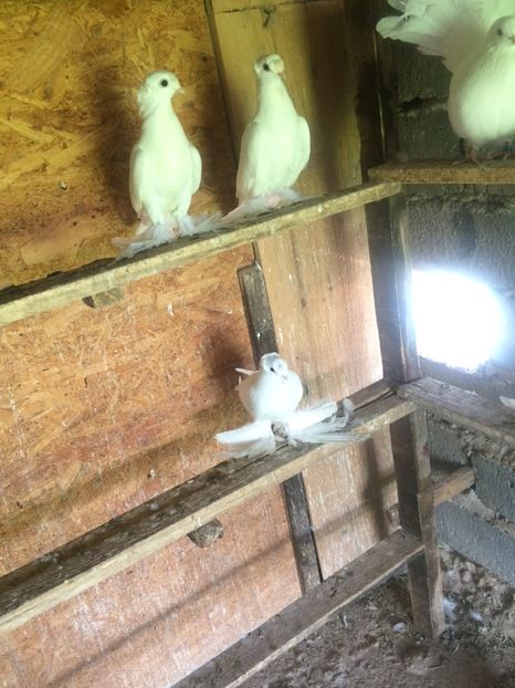 23ABE976-DD88-4540-9A0C-A7FC73032EC0 - Pui 2018