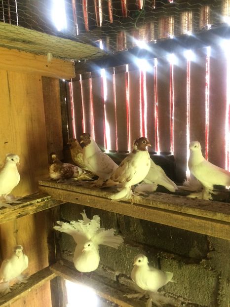 C70A4224-B087-4357-A0A9-B2491FD5D0C8 - Pui 2018