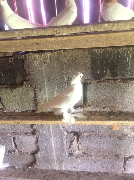 F8D9621C-A0B9-46C3-808B-230F9CFA50B9 - Pui 2018