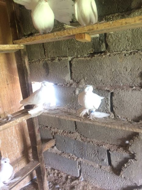 9794A443-7E45-4771-BA66-6190A86C07E9 - Pui 2018