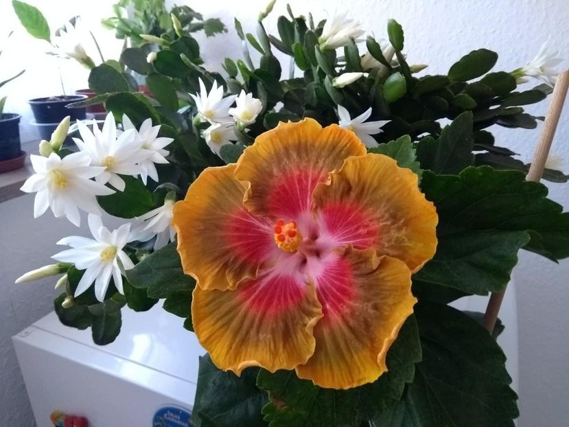  - 04Hibiscus