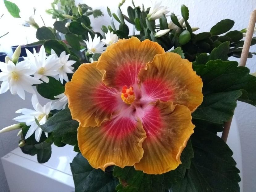  - 04Hibiscus