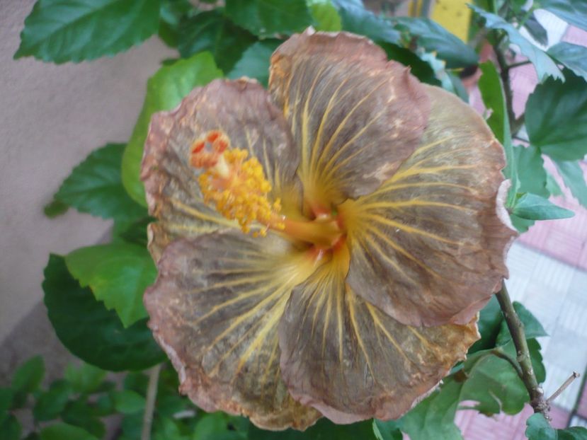 P1380444 - HIBISCUSI 2018-2