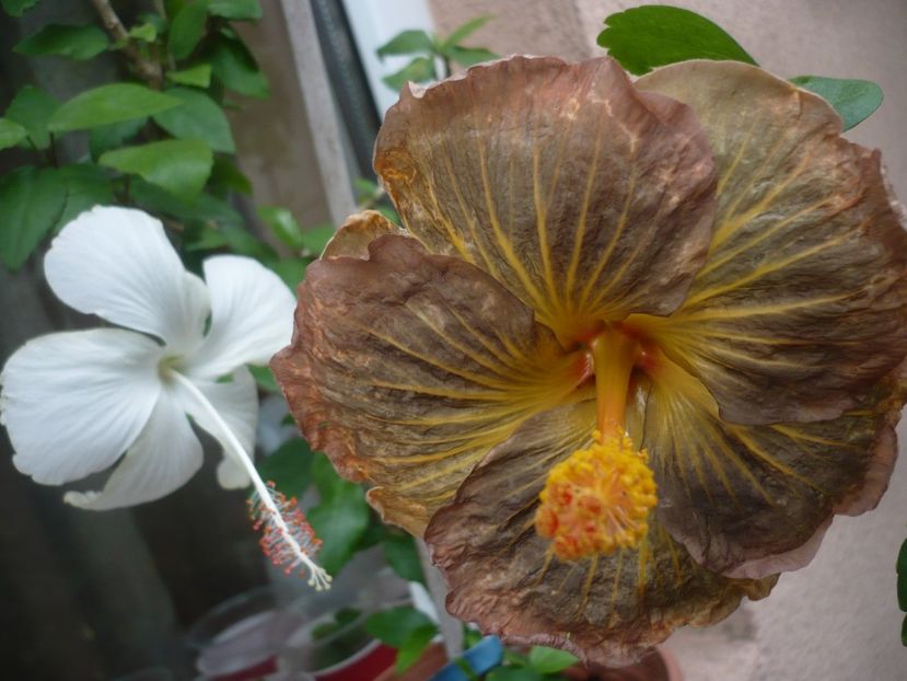 P1380453 - HIBISCUSI 2018-2