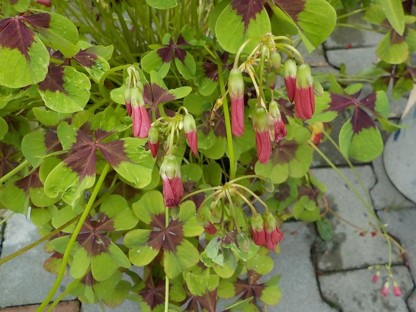  - oxalis