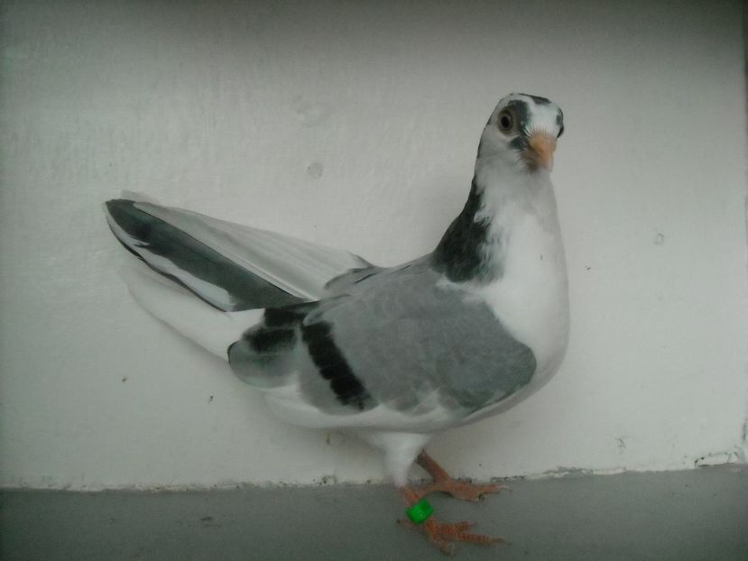  - PORUMBEI CARE MI AU APARTINUT