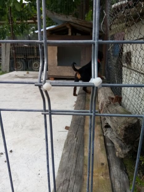  - 2 Max - Maia Rottwailer