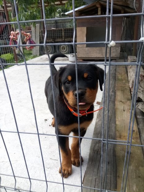  - 2 Max - Maia Rottwailer