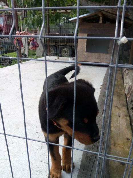  - 2 Max - Maia Rottwailer