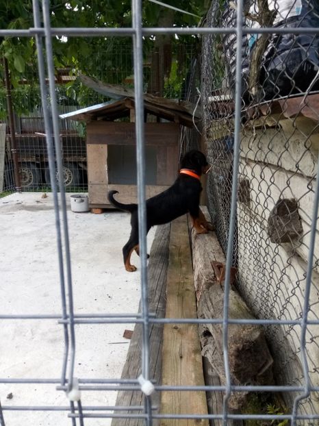  - 2 Max - Maia Rottwailer