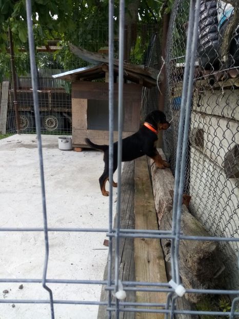  - 2 Max - Maia Rottwailer