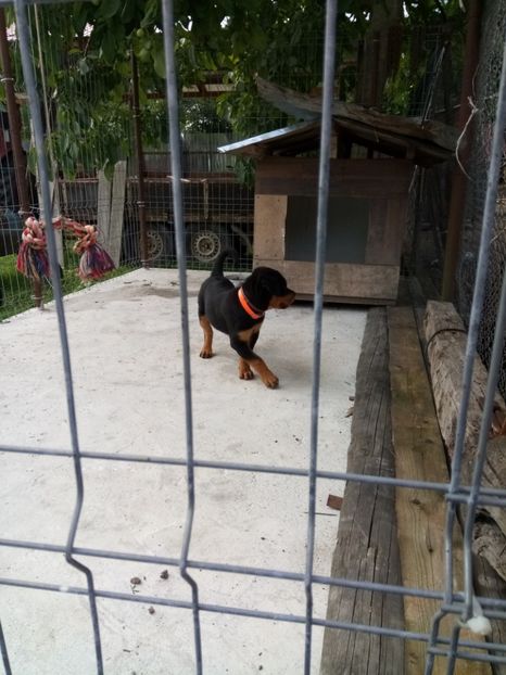  - 2 Max - Maia Rottwailer