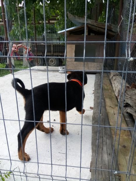  - 2 Max - Maia Rottwailer