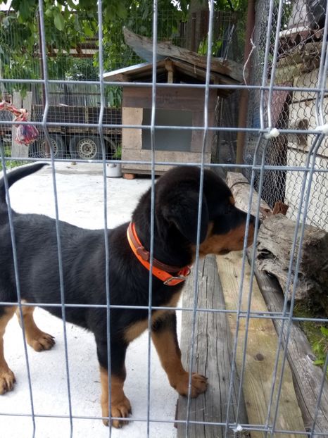  - 2 Max - Maia Rottwailer