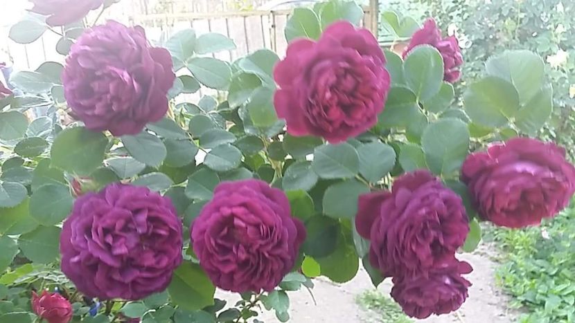 received_1665088106932017 - 2018