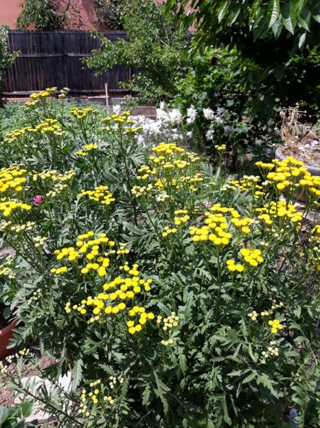  - Flori de grădină-2018 Vara