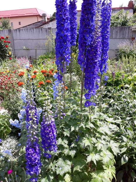  - Flori de grădină-2018 Vara