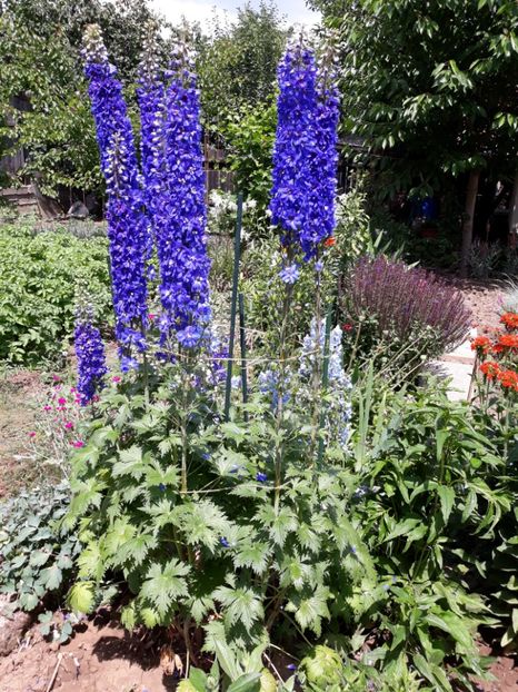  - Flori de grădină-2018 Vara