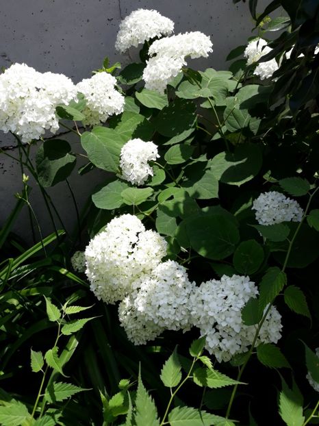  - Flori de grădină-2018 Vara