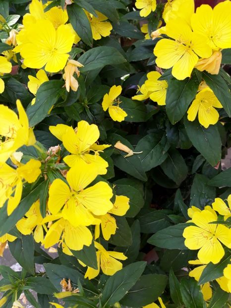  - Flori de grădină-2018 Vara