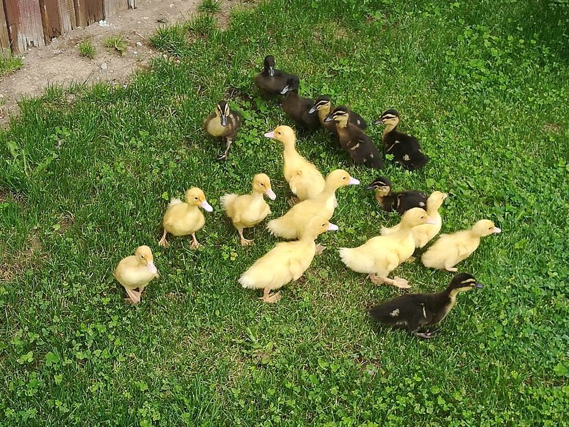 7 zile Rouen și Pekin - Rouen Wild