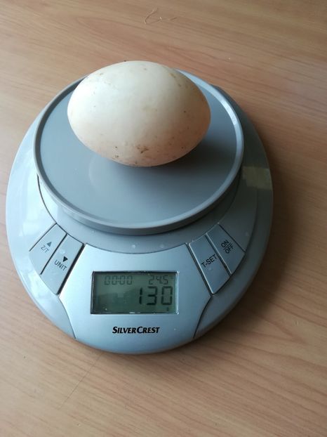 Ou Rouen gigant - Rouen Wild