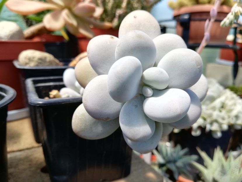 Pachyphytum oviferum - Pachyphytum