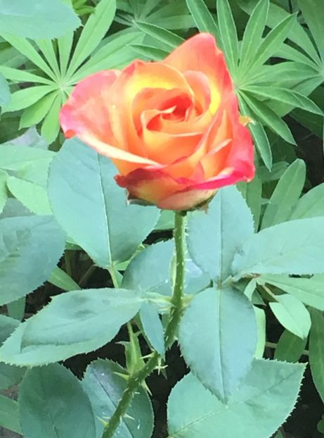 B4C6E011-640E-4759-8BAB-2027E4857603 - Trandafiri 2018 ll