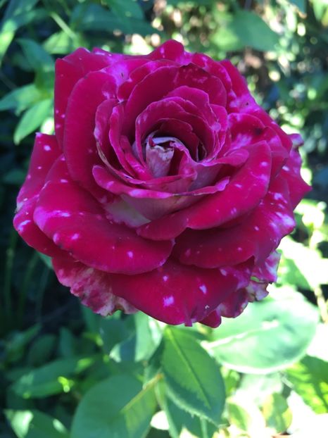 osiria - Trandafiri 2018 ll