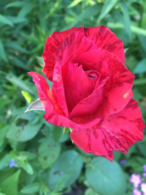 Red intuition - Trandafiri 2018 ll