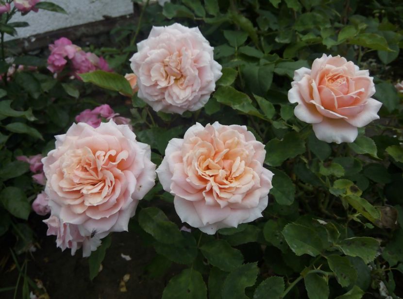 2018-30 iunie - Festival de Jardin Chaumont