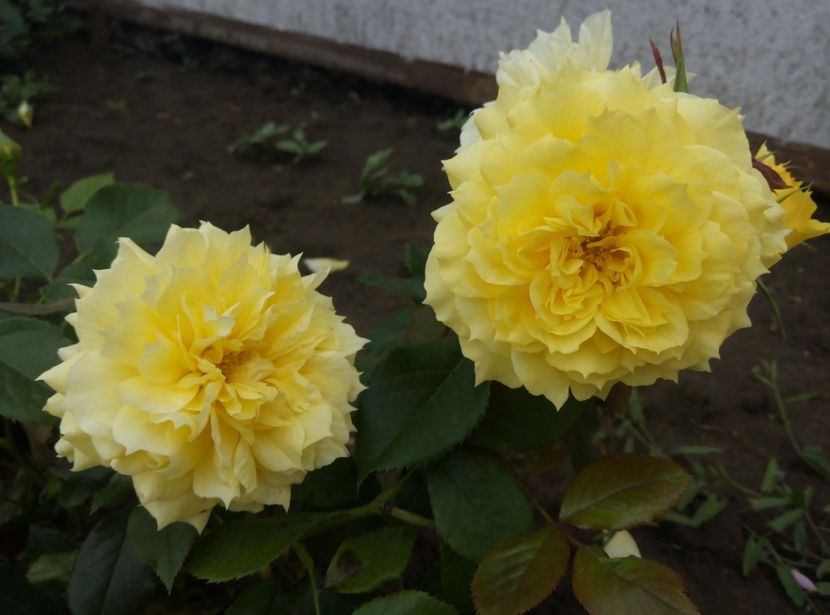 2018-30 iunie - China girl