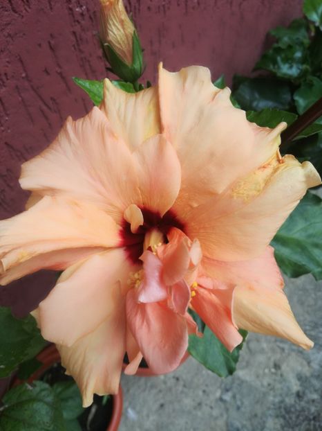  - Hibiscus