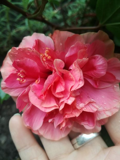  - Hibiscus